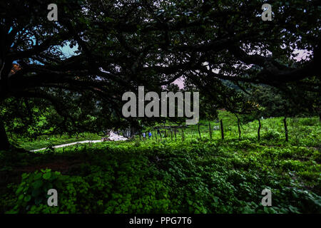 Rancho Santa Barbara y Reserva Monte Mojino de la Natürliche Kultur International (NCI). Bereich de protegida. Reserva Natural de la Sierra de Alamos, Sono Stockfoto