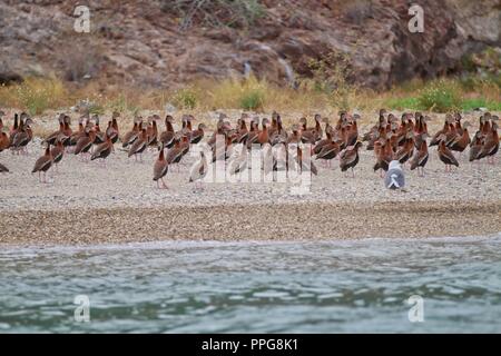 Bericht der Fischerhafen von Guaymas Sonora. Reportaje del Puerto pesquero de Guaymas Sonora. Stockfoto