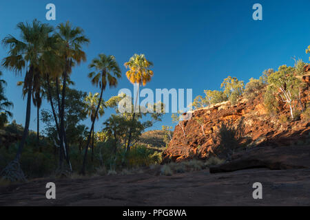 Livistona Mariae, Rotkohl Palm, Palm Valley, Namatjira, Wes MacDonnell Range, Northern Territory, Australien Stockfoto