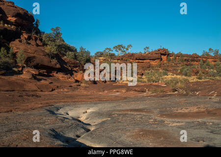 Livistona Mariae, Rotkohl Palm, Palm Valley, Namatjira, Wes MacDonnell Range, Northern Territory, Australien Stockfoto