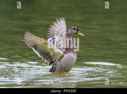 Henne (weiblich) Stockente (Anas platyrhynchos) auf Wasser schlagenden Flügeln, mit Flügeln, zurück und im Sommer in West Sussex, UK gestreckt. Stockfoto