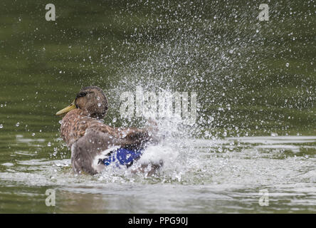 Henne (weiblich) Stockente (Anas platyrhynchos) Plantschen im Wasser im Sommer in West Sussex, UK. Stockfoto