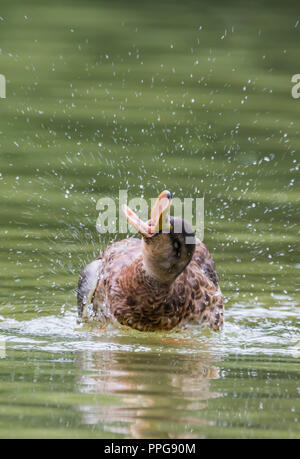 Henne (weiblich) Stockente (Anas platyrhynchos) Spritzer auf dem Wasser mit Schnabel (Bill) weit geöffnet, im Sommer in West Sussex, UK. Stockfoto