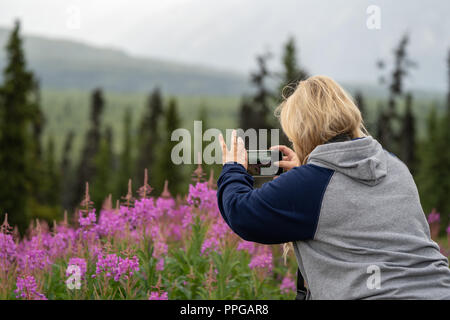 Blonde Frau nimmt Fotos von Alaska fireweed Wildblumen mit Ihrem Smart Phone Stockfoto