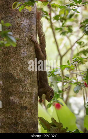 Wegerich Eichhörnchen füttern in Singapur Botanischen Gärten Stockfoto