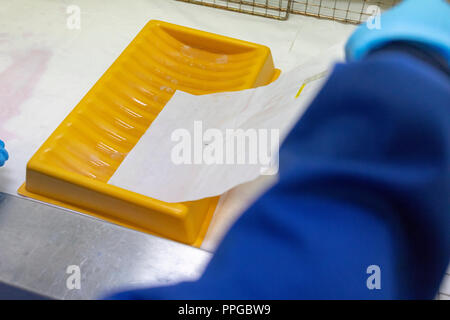 Forensische Labor Officer Prüfung poröses Papier für latente Fingerabdrücke mithilfe der chemischen Ninhydrin im Rahmen der fortlaufenden Prüfung Stockfoto