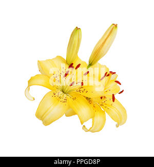 Große gelbe Blumen Liliy Köpfe mit Knospen ganz nah, auf weißem Hintergrund Stockfoto