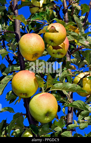 Ein Cluster von reife, gelbe Äpfel mit roten Farbton, am Baum hängen und von Grün umgeben, in Nahaufnahme mit klarem, blauem Himmel Hintergrund Stockfoto