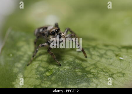 Zebra arlequin Jumping spider Makro Nahaufnahme Stockfoto