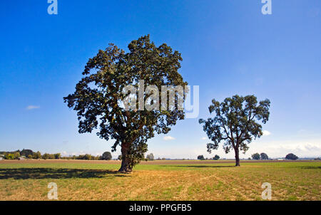 Oregon White Oaks, California White Oak (Quercus garryana), in einem Feld in der Willamette Tal der westlichen Oregon wächst Stockfoto