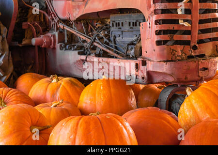 Große orange Halloween Thanksgiving im Vordergrund Kürbisse, alte rot vintage Motor im Hintergrund, Feier der Rückgang der Landwirtschaft Stockfoto