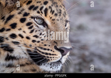 Männliche Amur-Leopard (Profil) Stockfoto