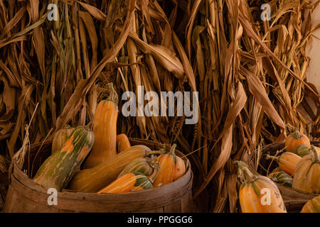 Halloween, Thanksgiving saisonale Urlaub Feier eine Vielzahl von Kürbis Kürbisse in Still life Herbst Hintergrund mit Maisstängel, Feiern Stockfoto