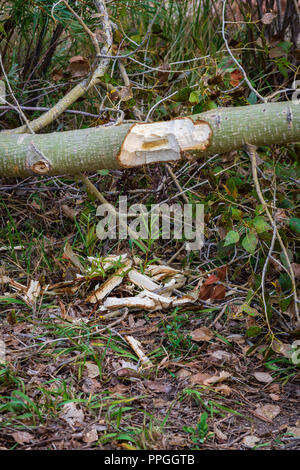 Gekauter Lanceleaf Cottonwood Baum von North American Beaver, zeigt Zähne geknickte Markierungen im Baum und Späne auf dem Boden, Colorado USA. Stockfoto