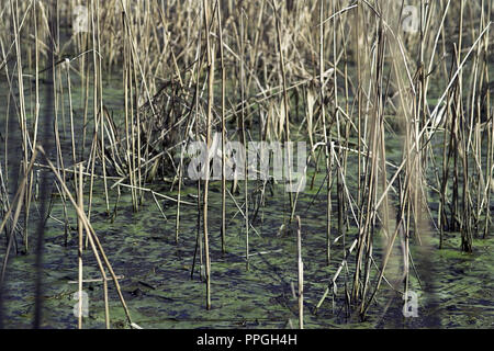 Lagune Jeżewo auf die Pogona River. Jeżewo Zalew na rzece Pogona. Großpolen, Polen Stockfoto