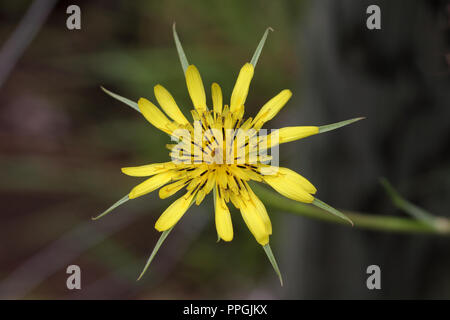 Schöne und zarte Gelbe Blütenblätter markieren die wildflower, Schwarzwurzeln Stockfoto