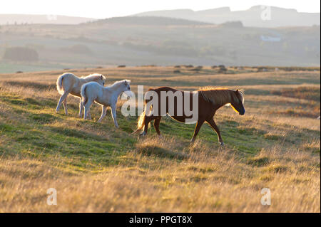 Builth Wells, Powys, UK. 25. September 2018. Welsh Mountain Ponys grasen auf den Mynydd Epynt moorland bei Sonnenuntergang nach einem schönen Herbst Tag des Sonnenscheins in Powys, Wales, UK. © Graham M. Lawrence/Alamy leben Nachrichten Stockfoto