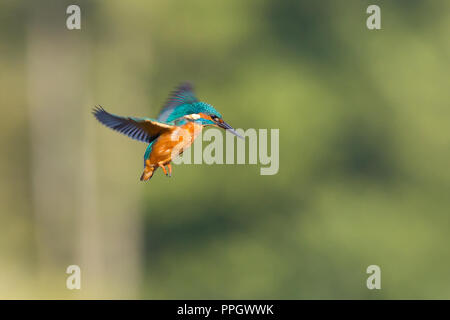 Droitwich, Großbritannien. 25. September, 2018. UK Wetter: Mit viel Herbst Sonnenschein den ganzen Tag dauern, diese Vögel Kingfisher (Alcedo atthis) aus und über beschäftigt in seiner Suche nach Nahrung. Schweben in der Luft über einen Süßwasser-Pool isoliert, das versucht, sein Abendessen zu erkennen, es taucht in das Wasser ein Fisch in der goldenen Abendsonne zu nehmen. Quelle: Lee Hudson/Alamy leben Nachrichten Stockfoto