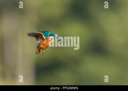 Droitwich, Großbritannien. 25. September, 2018. UK Wetter: Mit viel Herbst Sonnenschein den ganzen Tag dauern, dieses wilde, UK Eisvogel Vogel (Alcedo atthis) aus und über beschäftigt in seiner Suche nach Nahrung. Schweben in der Luft über einen Süßwasser-Pool isoliert, das versucht, sein Abendessen zu erkennen, es taucht in das Wasser ein Fisch in der goldenen Abendsonne zu nehmen. Quelle: Lee Hudson/Alamy leben Nachrichten Stockfoto