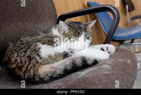 25. September 2018, Niedersachsen, Salzgitter: Die Katze "Fräulein Sünder' liegt auf einem weichen Stuhl vor einem Hörsaal der Universität Hildesheim. Seit 2002 ist die Unikatze lebt auf dem Campus und ist liebevoll nach durch Studierende, Mitarbeiter und Wissenschaftler. (Dpa' Zwischen Hörsaal und nukleare Abfälle Lagerung: Katzen an ungewöhnlichen Orten" vom 26.09.2018) Foto: Julian Stratenschulte/dpa Stockfoto