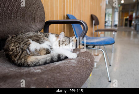 25. September 2018, Niedersachsen, Salzgitter: Die Katze "Fräulein Sünder' liegt auf einem weichen Stuhl vor einem Hörsaal der Universität Hildesheim. Seit 2002 ist die Unikatze lebt auf dem Campus und ist liebevoll nach durch Studierende, Mitarbeiter und Wissenschaftler. (Dpa' Zwischen Hörsaal und nukleare Abfälle Lagerung: Katzen an ungewöhnlichen Orten" vom 26.09.2018) Foto: Julian Stratenschulte/dpa Stockfoto