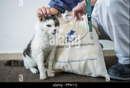 25. September 2018, Niedersachsen, Remlingen: Die Katze "Plutonium" sitzt in einem Gebäude der Lagerung nuklearer Abfälle Asse. Lange Zeit war die Katze zu Hause an die nukleare Müllhalde, bevor sie im Alter von 22 Jahren vor zwei Jahren starb. (Dpa' Zwischen Hörsaal und nukleare Abfälle Lagerung: Katzen an ungewöhnlichen Orten" vom 26.09.2018) Foto: Ole Spata/dpa Stockfoto