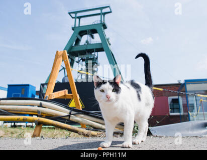 25. September 2018, Niedersachsen, Salzgitter: Die Katze "Konrad" im Schacht Konrad steht. Seit einiger Zeit ist die "chachtkatze" beobachtet, wie sie eine atomare Endlager in der ehemaligen Schacht Konrad Erzmine gebaut wird. "Konrad" durchstreift das Gelände und ist mit dem Essen von den Mitarbeitern versorgt. (Dpa' Zwischen Hörsaal und nukleare Abfälle Lagerung: Katzen an ungewöhnlichen Orten" vom 26.09.2018) Foto: Julian Stratenschulte/dpa Stockfoto