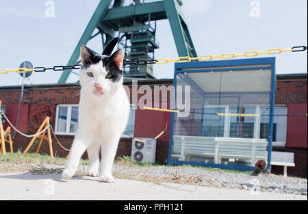 25. September 2018, Niedersachsen, Salzgitter: Die Katze "Konrad" im Schacht Konrad steht. Seit einiger Zeit ist die "chachtkatze" beobachtet, wie sie eine atomare Endlager in der ehemaligen Schacht Konrad Erzmine gebaut wird. "Konrad" durchstreift das Gelände und ist mit dem Essen von den Mitarbeitern versorgt. (Dpa' Zwischen Hörsaal und nukleare Abfälle Lagerung: Katzen an ungewöhnlichen Orten" vom 26.09.2018) Foto: Julian Stratenschulte/dpa Stockfoto