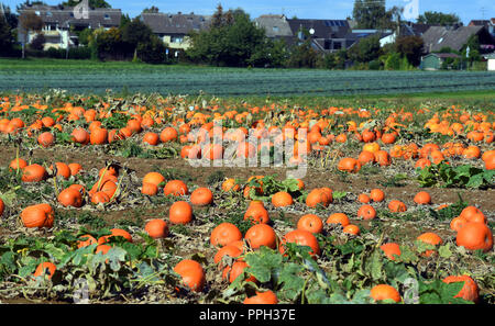 Juechen, Deutschland. 25. September 2018, Nordrhein-Westfalen, Juechen: Kürbisse liegen in einem Feld. Foto: Horst Ossinger/dpa Quelle: dpa Picture alliance/Alamy leben Nachrichten Stockfoto