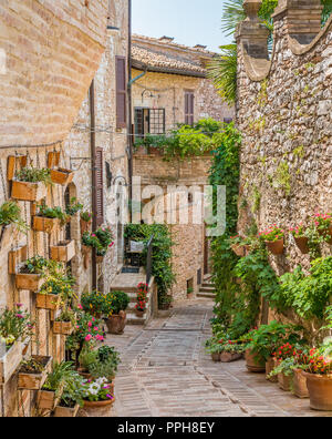 Malerische Anblick in Spello, blumig und malerischen Dorf in Umbrien, Provinz Perugia, Italien. Stockfoto