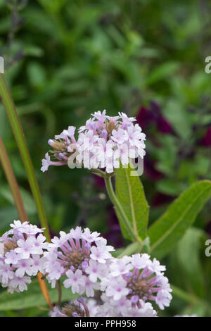 Verbena rigida f. Lilacina 'Polaris'. Schlanke vervain 'Polaris' Blumen Stockfoto