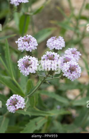 Verbena rigida f. Lilacina 'Polaris'. Schlanke vervain 'Polaris' Blumen Stockfoto