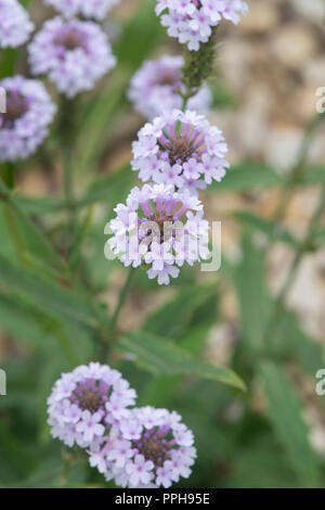 Verbena rigida f. Lilacina 'Polaris'. Schlanke vervain 'Polaris' Blumen Stockfoto