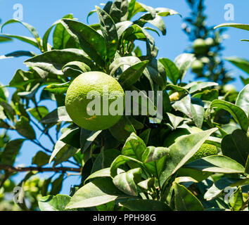 Grüne Orangen wachsen auf Bäumen in heißem Klima in Salares, Axarquia, Andalusien, Spanien Stockfoto