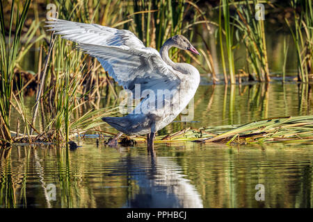 Ein Jugendlicher tundra Swan klappen es Flügel an der Turnbull Wildlife Refuge in Cheney, Washington. Stockfoto