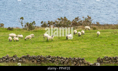 Eine kleine Herde von Schafen in der Nähe von Lough Mask im County Mayo in Irland. Stockfoto