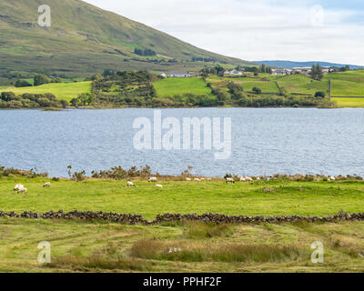 Eine kleine Herde von Schafen in der Nähe von Lough Mask im County Mayo in Irland. Stockfoto