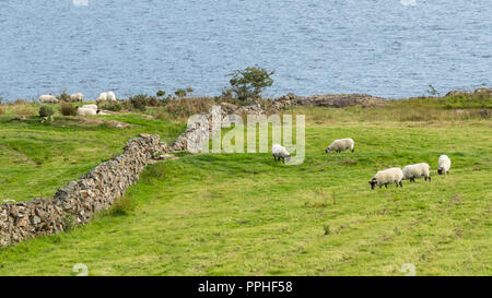 Eine kleine Herde von Schafen in der Nähe von Lough Mask im County Mayo in Irland. Stockfoto