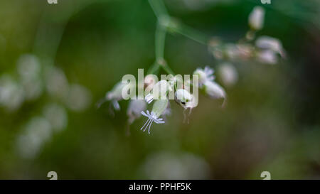 Makro Bild von schönen Blumen der Blase Campion, Silene vulgaris, im Wald an einem Sommermorgen Stockfoto