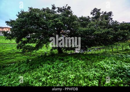Rancho Santa Barbara y Reserva Monte Mojino de la Natürliche Kultur International (NCI). Bereich de protegida. Reserva Natural de la Sierra de Alamos, Sono Stockfoto