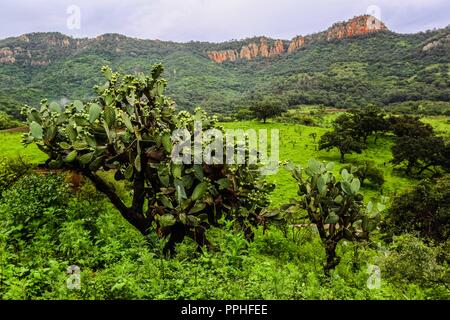 Rancho Santa Barbara y Reserva Monte Mojino de la Natürliche Kultur International (NCI). Bereich de protegida. Reserva Natural de la Sierra de Alamos, Sono Stockfoto