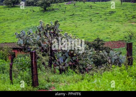 Rancho Santa Barbara y Reserva Monte Mojino de la Natürliche Kultur International (NCI). Bereich de protegida. Reserva Natural de la Sierra de Alamos, Sono Stockfoto