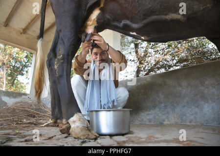 Low Angle View mit einem lächelnden Milchmann melken eine Kuh im Stall. Stockfoto