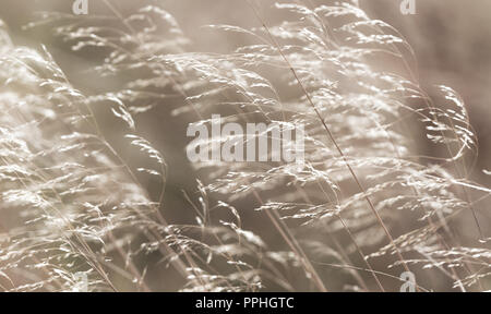 Wilde Gräser weht Im Herbst Breeze mit verminderten Samenköpfe. Yorkshire Nebel Gras, Holcus lanatus. Ruhig, gelassen abstrakt. Horizontale. Stockfoto