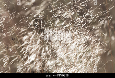 Wilde Gräser weht Im Herbst Breeze mit verminderten Samenköpfe. Yorkshire Nebel Gras, Holcus lanatus. Ruhig, gelassen abstrakt. Horizontale. Stockfoto