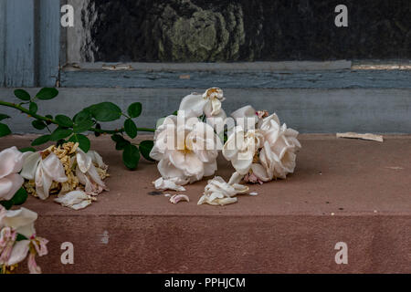 Fading weisse Rosen auf der Fensterbank. Symbol der Vergänglichkeit und Trauer. Stockfoto