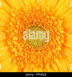 schönen gelben Gerbera Blütenblätter, Makroaufnahme Stockfoto