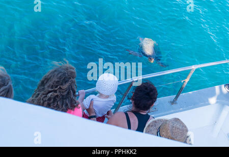 Kareta Schildkröten schwimmen im griechischen Meer. Stockfoto