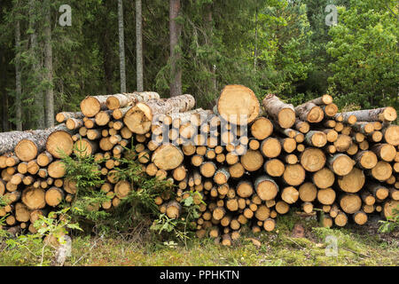 Stapel von gefällten Bäumen im Wald bereit zum Transport. Holz industriellen Hintergrund Stockfoto