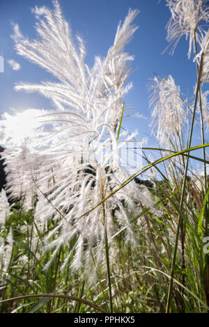 Silber Feder Pflanze, die Blüte Asien gras Pflanze Miscanthus sinensis auf einer Wiese in der Sonne Stockfoto